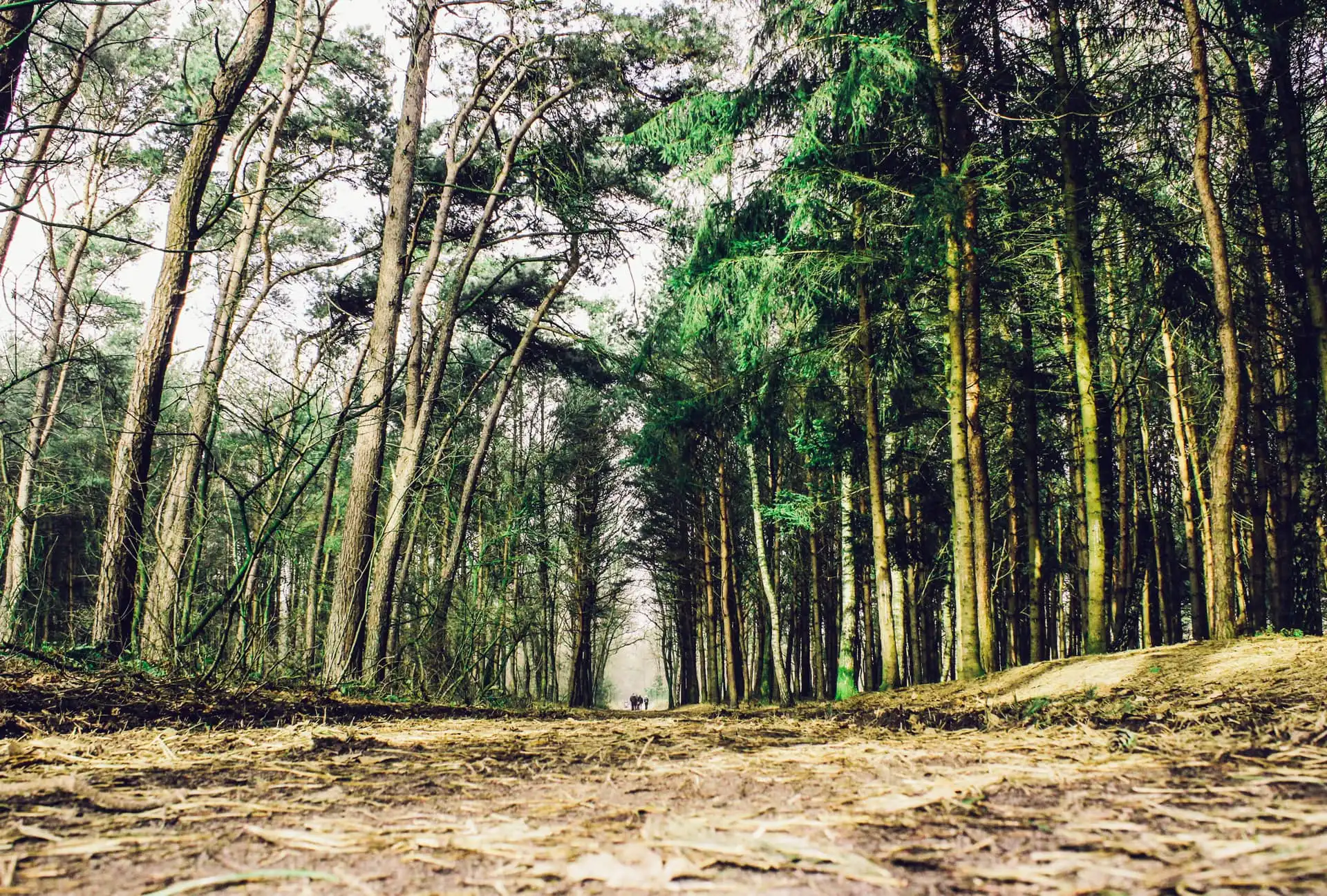Forrest