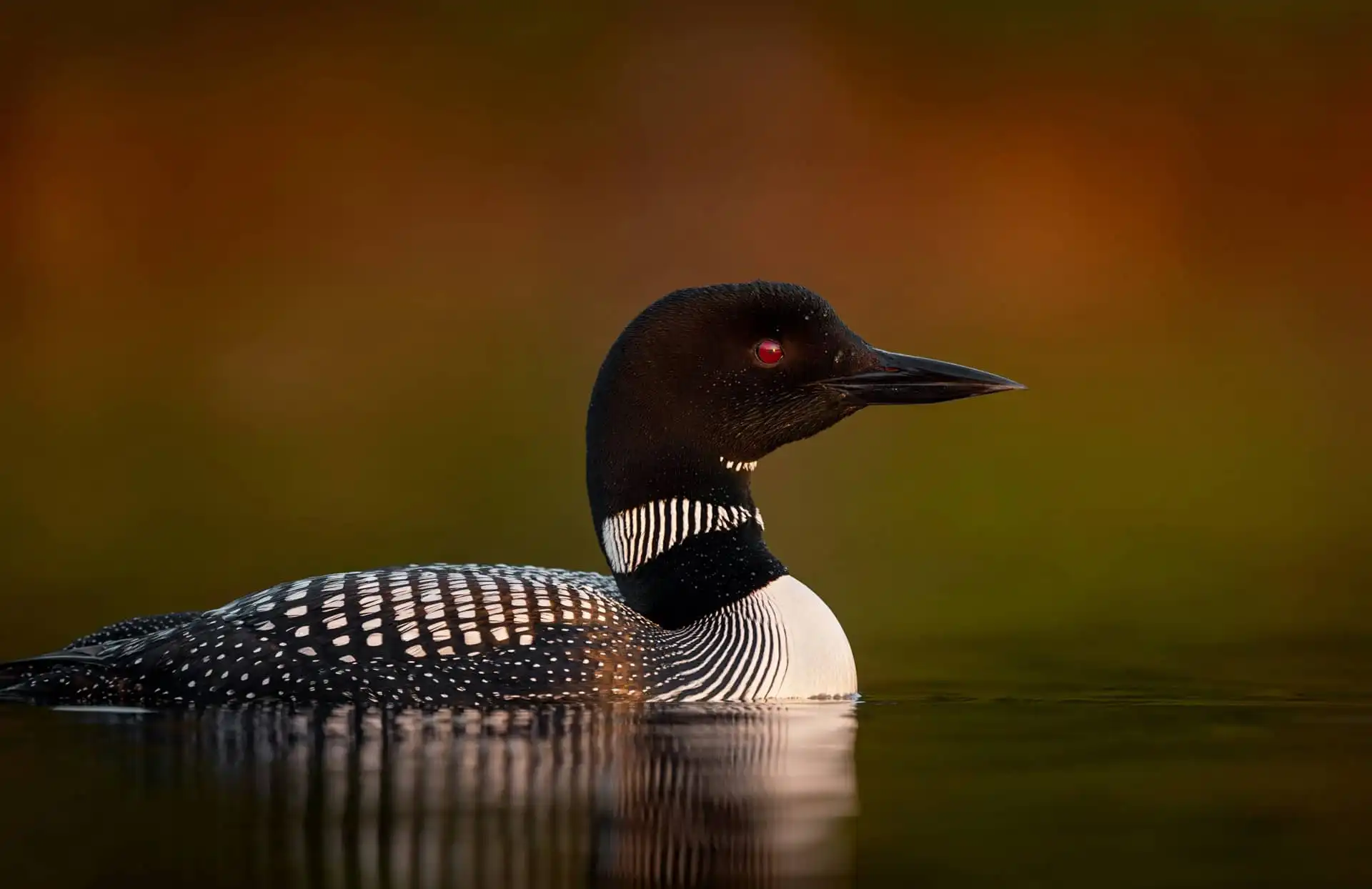 Loon