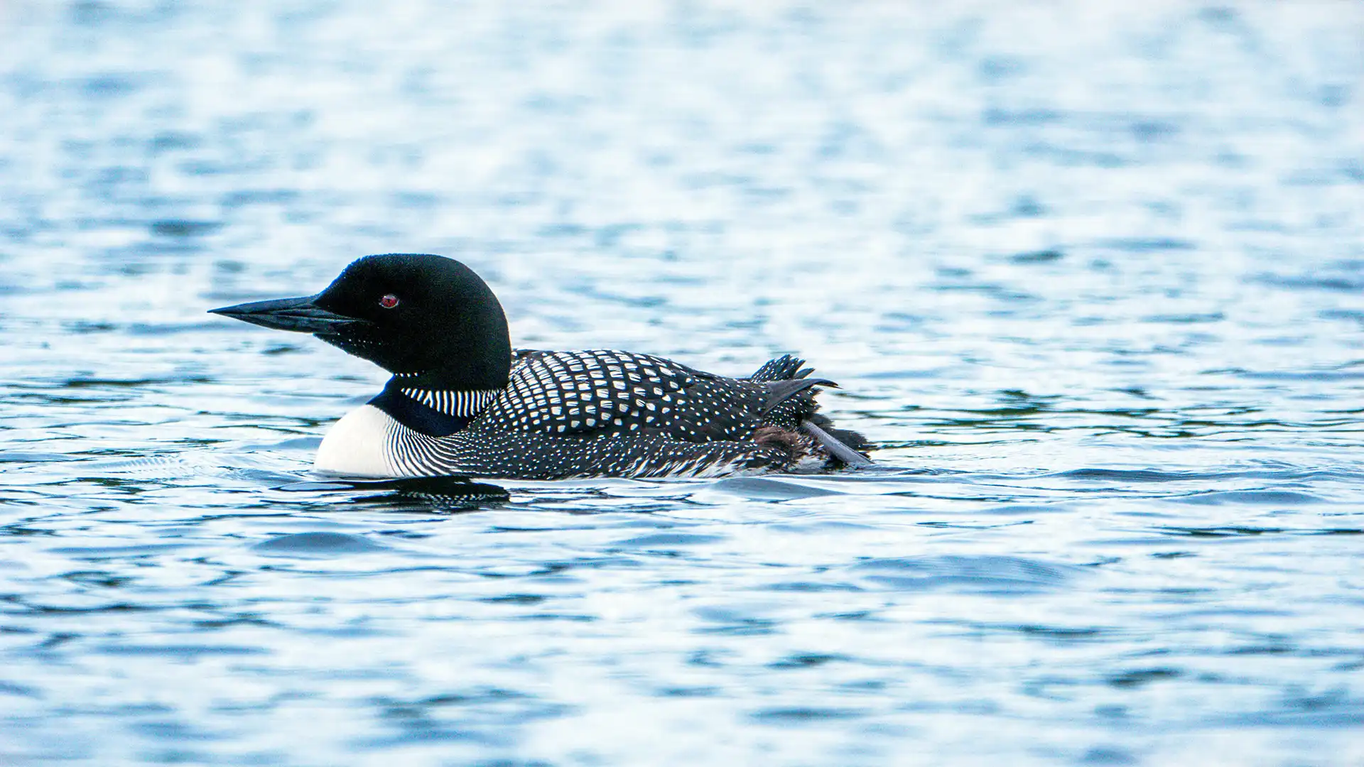 Loon