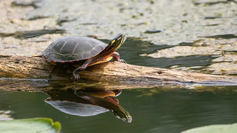 Turtle