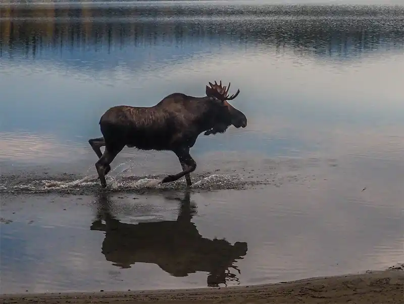 Moose